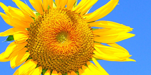 fleur de tournesol